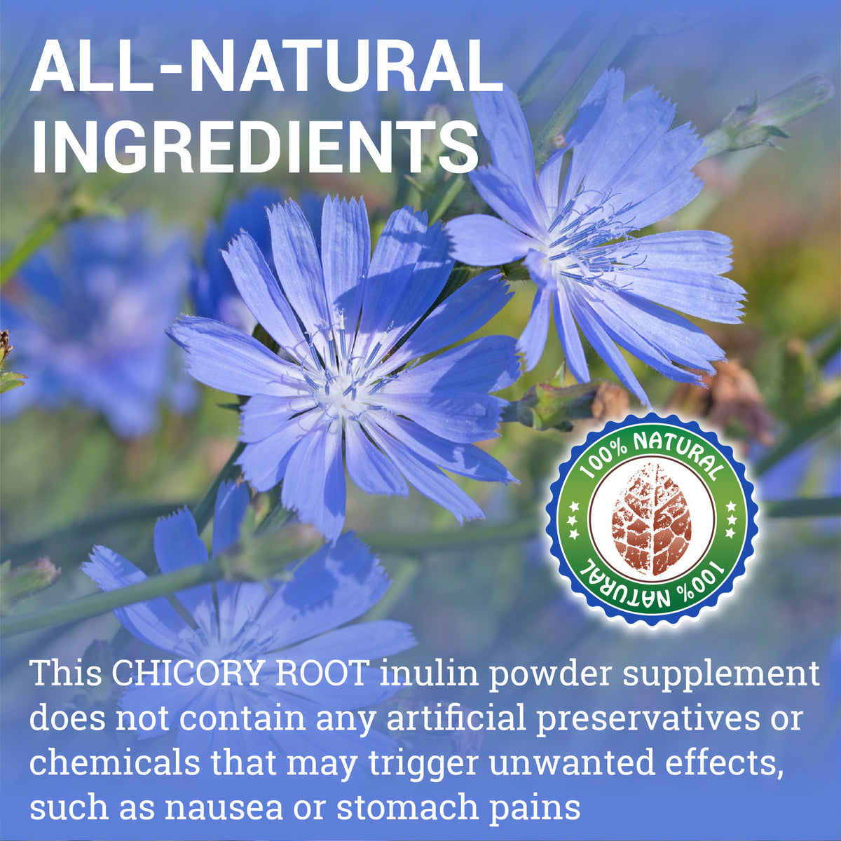 Chicory Root Supplement  Inulin Powder Prebiotic Pills  - Natural Herbal Support for Immune System, Appetite Control, Heart Health
